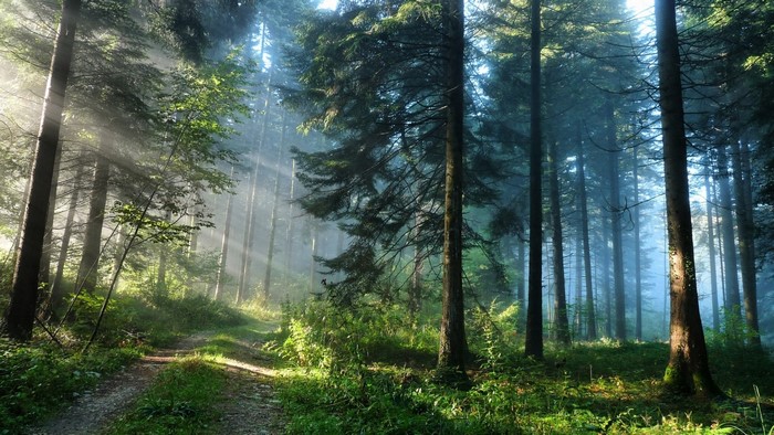 Sunlight filtering through a dense forest