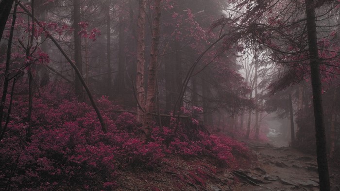 4K Forest with Pink Foliage