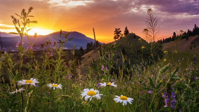 Wildflowers and Mountains at Sunset