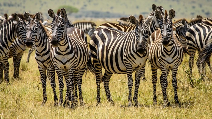 4K Zebras in a Field