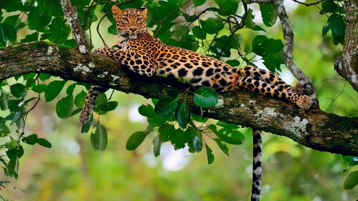 Leopard resting on a tree branch