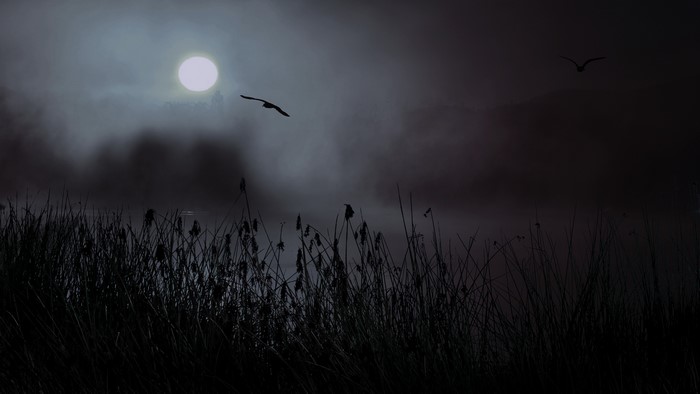 4K Night with Moon and Birds