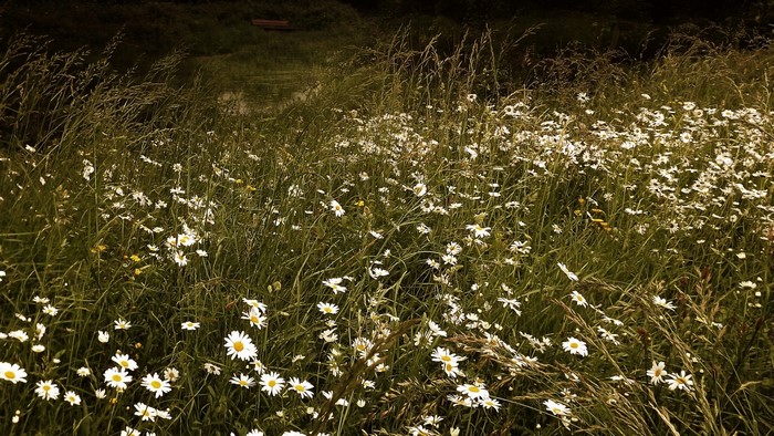 Field of Chamomile Flowers