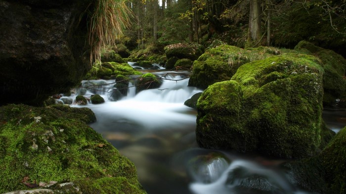 Mossy rocks in a forest stream