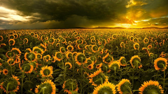 Field of Sunflowers Under Stormy Sunset