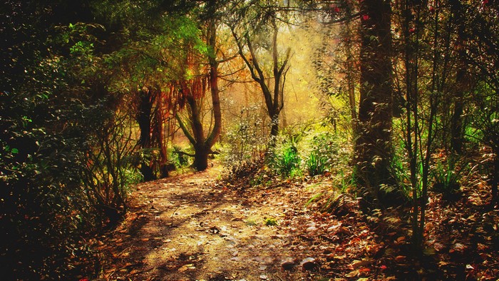 4K Forest Path with Sunlight