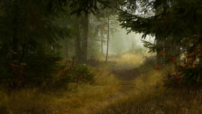 Misty forest path with tall trees and dry grass