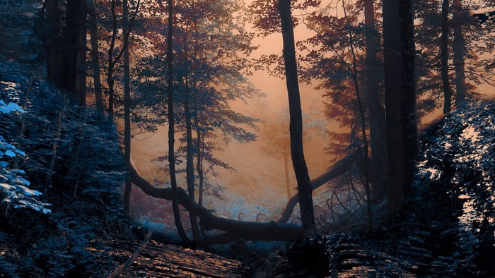 Forest