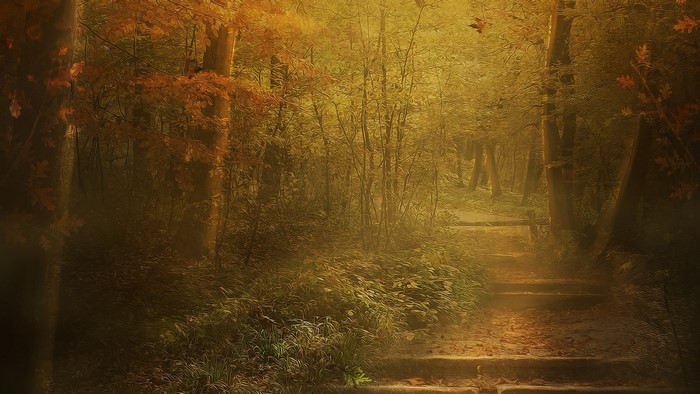 Autumn forest path with stairs