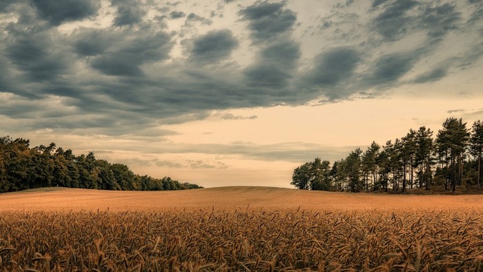 Wheat field with trees and stormy sky