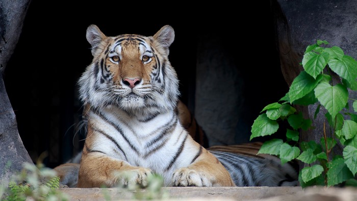 Tiger in a cave entrance