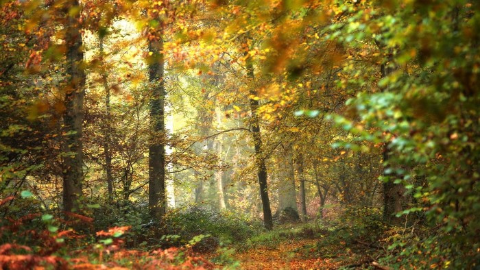 Autumn forest path with sunlight