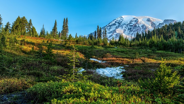 4K Nature Landscape with Mountain and Forest