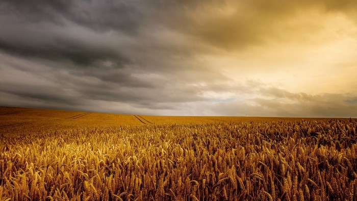 Wheat field under stormy sky