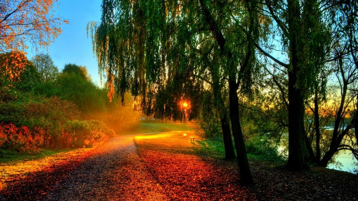 Sunset Path Through Lush Green Trees