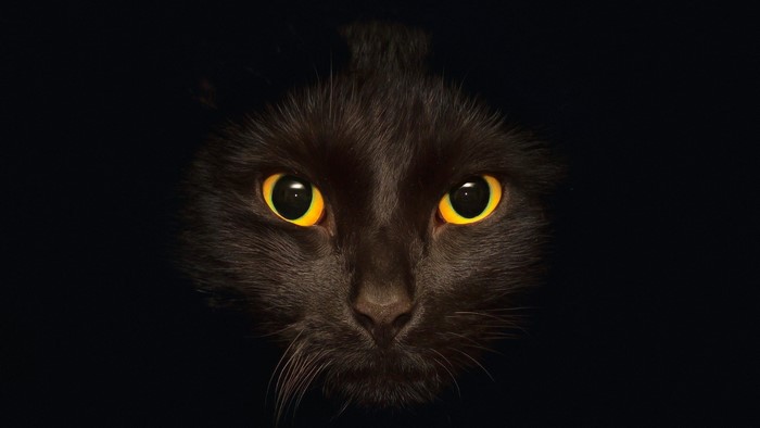 Close-up of a black cat's face with bright yellow eyes