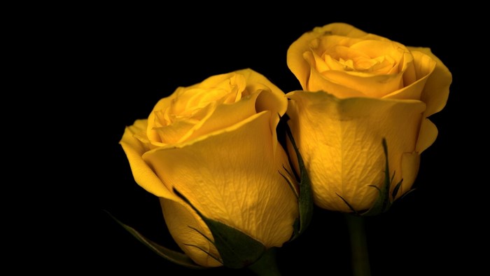 Two yellow roses on black background