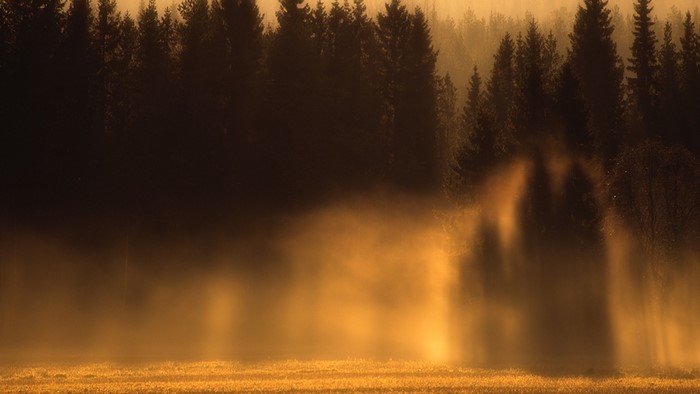 Misty forest at sunrise