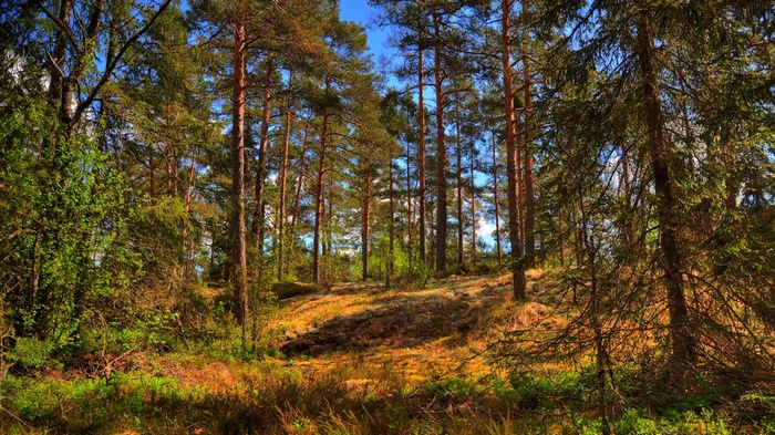 Sunlit forest with tall pine trees and undergrowth