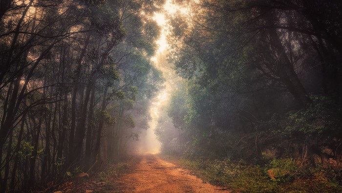 Dirt road through a misty forest
