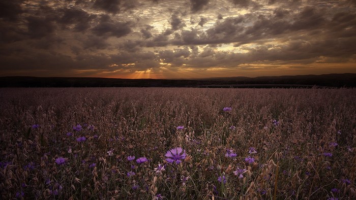 Field of wildflowers at sunset