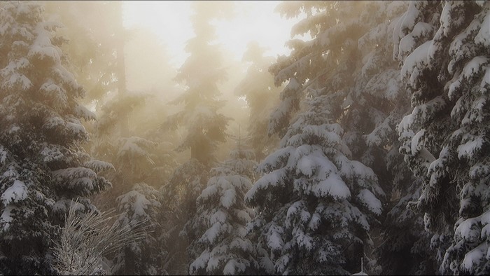 Snow-covered trees in a foggy forest