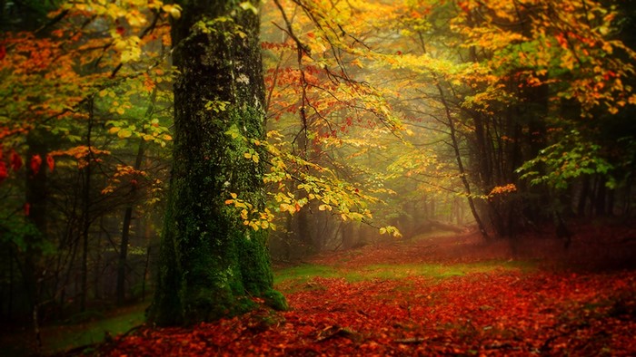 Autumn forest path with fallen leaves