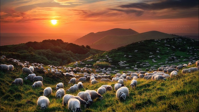 Flock of sheep grazing on a grassy hill at sunset