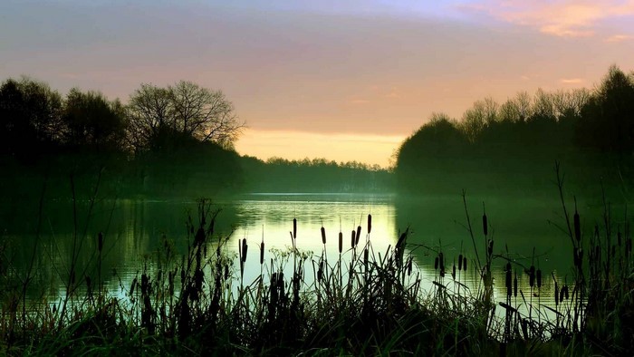 Lake with cattails and trees at sunset