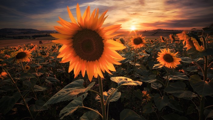 Sunflowers in a field at sunset