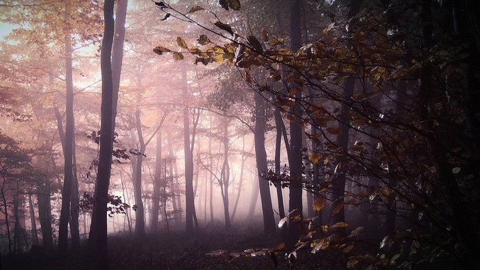 Misty Forest with Autumn Leaves