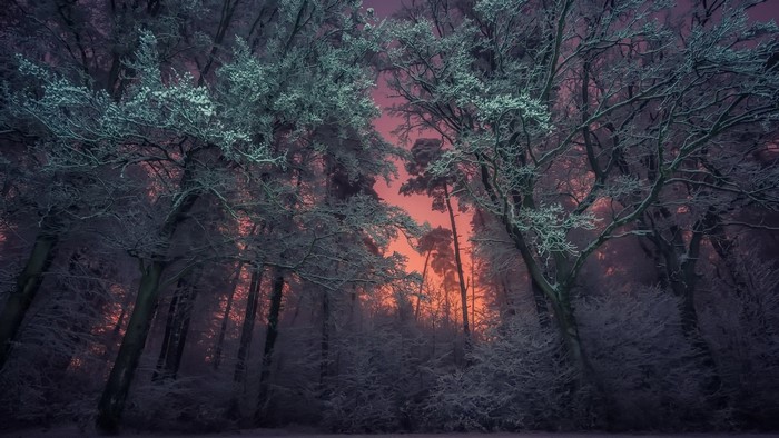 Winter forest with frosted trees at sunset