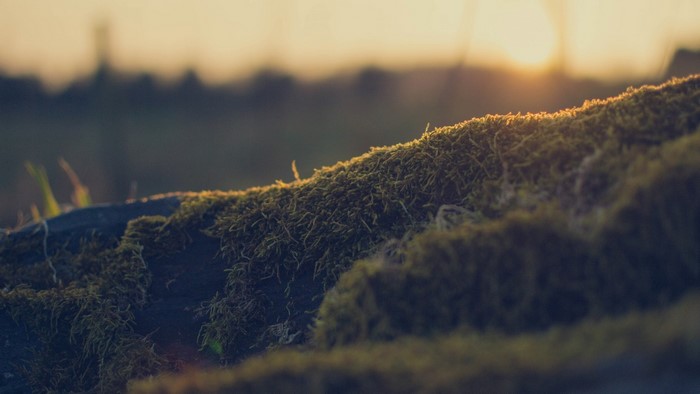 Moss on a surface with sunset in background