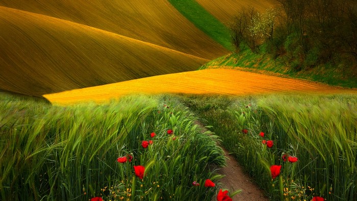 Rolling hills with fields of wheat and poppies