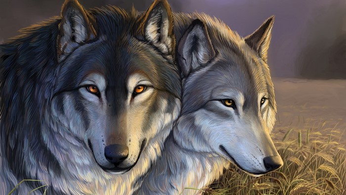 Two wolves in a field