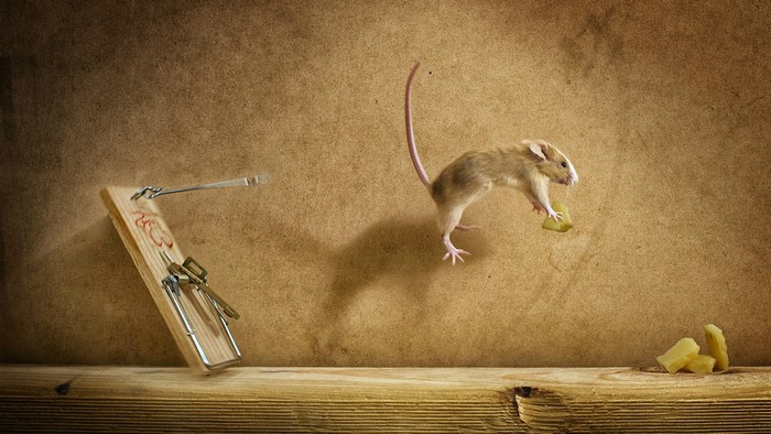 Mouse stealing cheese from mousetrap
