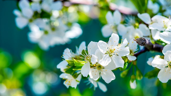 White cherry blossoms on a branch with bokeh background