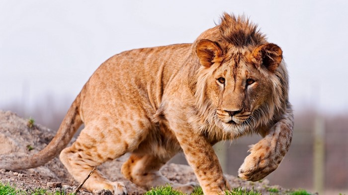 Lion walking on rocky ground
