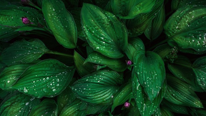 Close-up of green leaves with water droplets