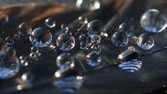 Macro shot of water droplets on a feather