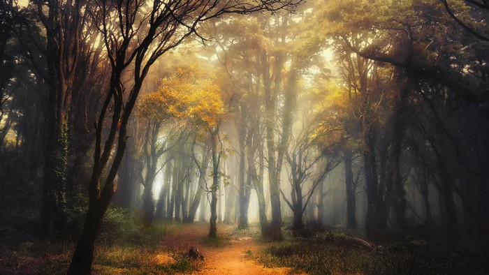 Sunlight filtering through a misty forest