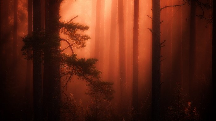Haunted forest with orange light