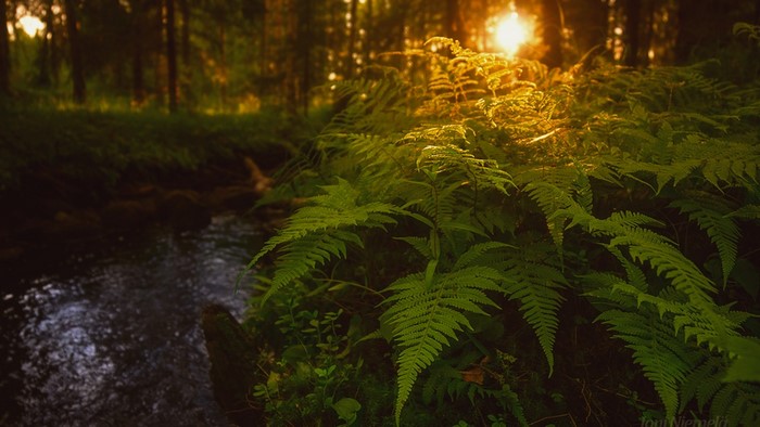 Sunlight filtering through trees onto ferns by a river