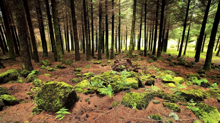 Mossy rocks and pine trees in a forest