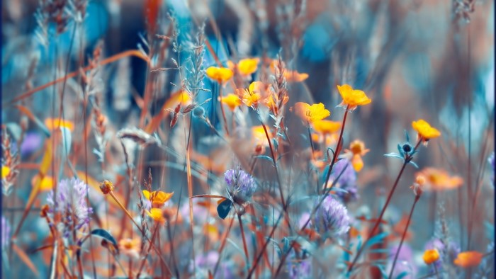 Close-up of colorful wildflowers in a meadow
