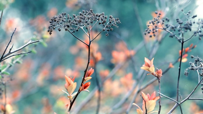 Close-up of dried plant with new growth