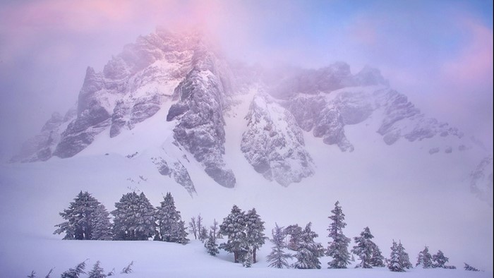 Snowy mountains with pine trees
