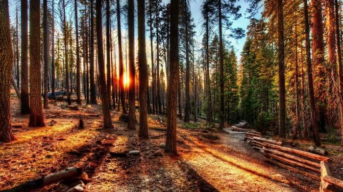 Forest path with sunbeams and wooden fence