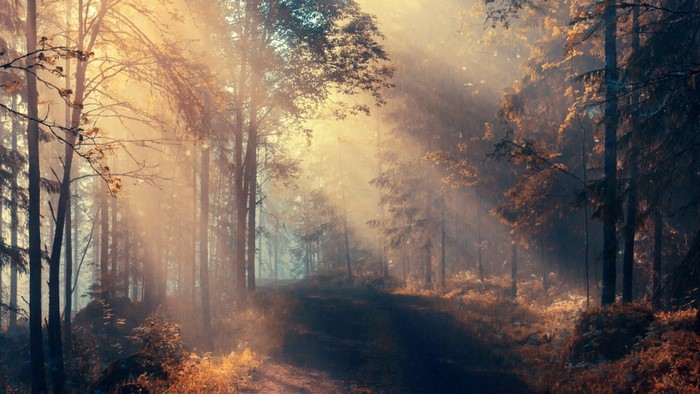 Sunlight beams through a misty forest path