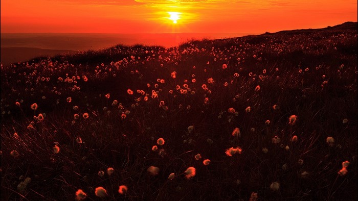 Cotton grass field at sunset